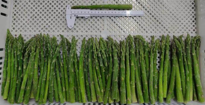 Asparagus Spears Esparragos Espargos Frozen Vegetables IQF Frozen Green Asparagus Seed a Grade Bulk Packaging Asparagus Price 1