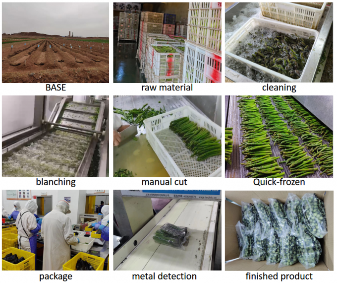 Asparagus Spears Esparragos Espargos Frozen Vegetables IQF Frozen Green Asparagus Seed a Grade Bulk Packaging Asparagus Price 4