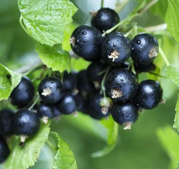 Delicious Frozen Fruit 100% Black Currant for Your s Identity 0