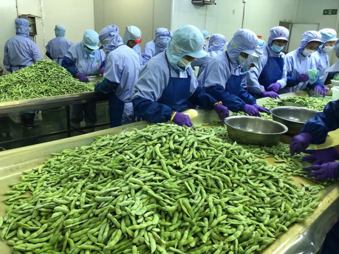 Bulk Organic High-Protein Frozen Vegetable Ready to Cook IQF Soya Beans 3