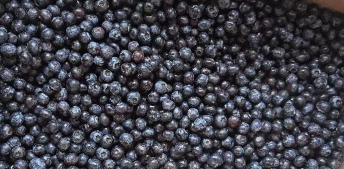 Hot Selling Frozen Fruits IQF Blueberry 10kg Frozen Blueberry in Bulk 2