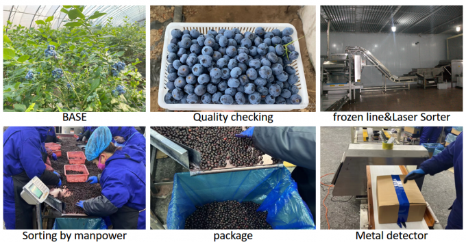 Hot Selling Frozen Fruits IQF Blueberry 10kg Frozen Blueberry in Bulk 3