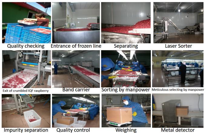 Manufacturer Factory Price IQF High Quality Fresh Food Frozen Raspberry Serbia for Export 3