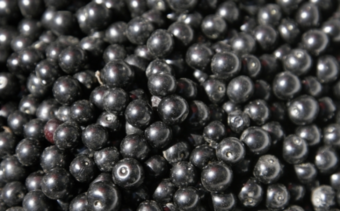 New Corp Top Quality Good Price IQF Frozen Black Currant Frozen Fruits 1