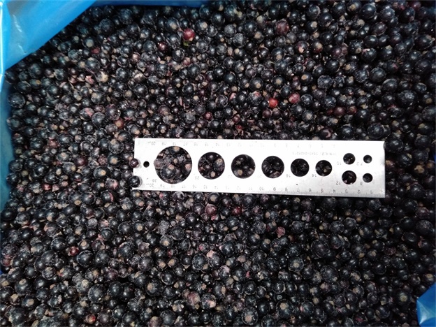 New Corp Top Quality Good Price IQF Frozen Black Currant Frozen Fruits 3