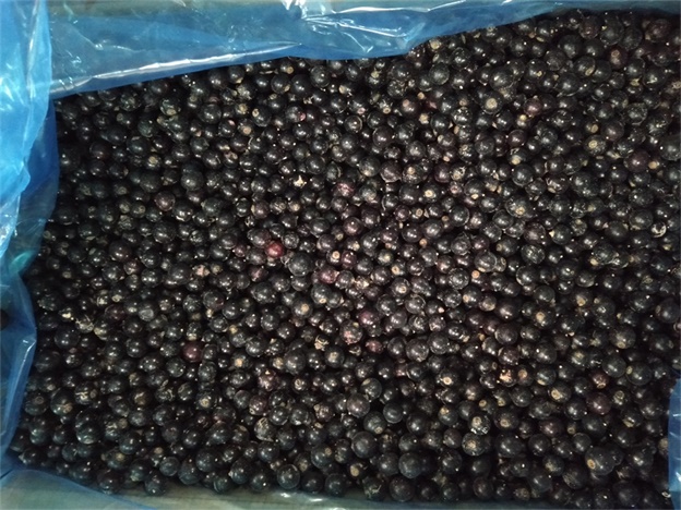New Corp Top Quality Good Price IQF Frozen Black Currant Frozen Fruits 4