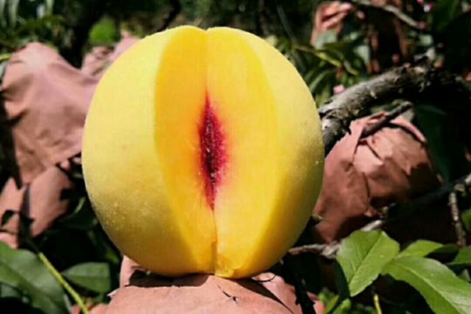 IQF Organic Yellow Peach Halves Frozen Fruits Sweet Taste Bulk Packaged Preserved Water Pulp Whole Cubes Dice Halve Available 1