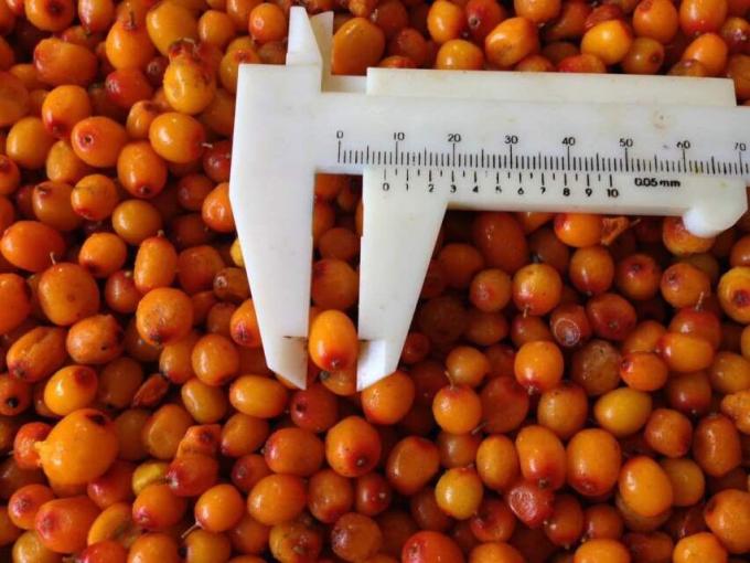 Wholesale Organic Sea Buckthorn Frozen Sea Buckthorn Berries 1