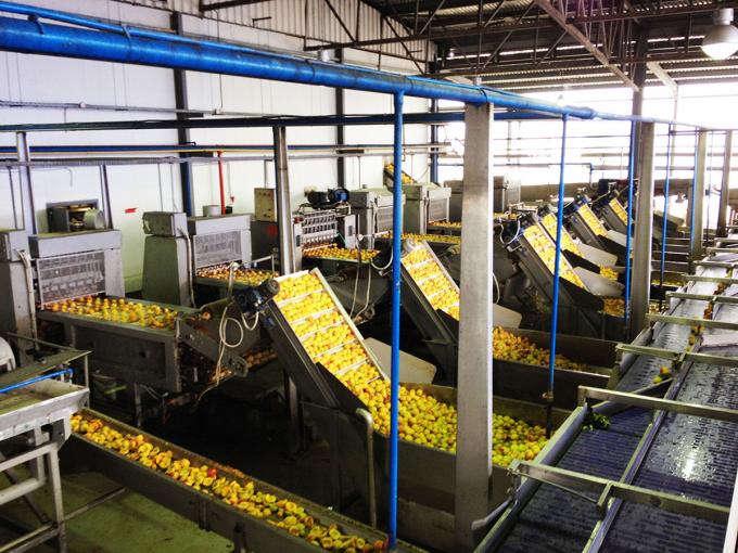 High Quality IQF Frozen Apricot Halves Hot Sales for Wholesale and Retail Factory Price Water Preservation Bulk Packaging 4