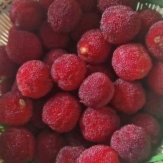 Frozen Fruits IQF Red Round Yangmei Bayberry Factory Price Bulk Frozen Waxberry 3