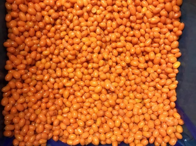 Origin China IQF Fresh Frozen Wild Sea Buckthorn First Class Sea-buckthorn Lingonberry Raspberry, Blueberry Mixed Berries 3