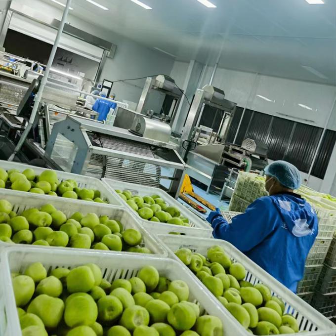 Kiwi Fruit Frozen Fruit Frozen Kiwi Ball Quality Natural 4