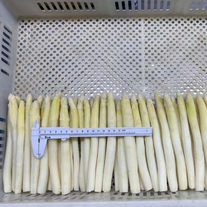 Wholesale IQF Vegetable IQF Frozen White Asparagus Spear From China 0
