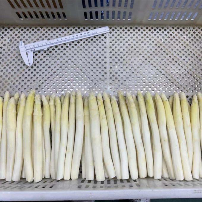 Wholesale IQF Vegetable IQF Frozen White Asparagus Spear From China 1