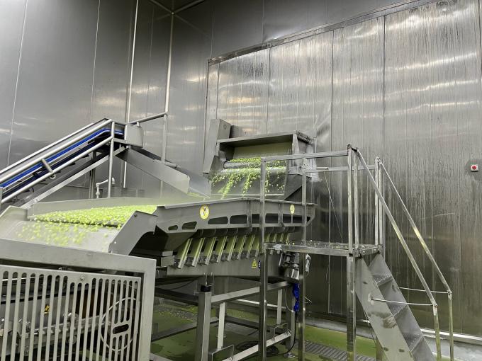 High Quality Fresh Frozen Raspberry Handpicked for Sweet Taste for Juices Desserts Milkshakes 10