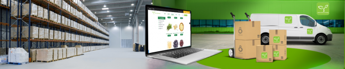 Best High Quality Frozen Oyster Mushroom Wholesale New Crop IQF Oyster Mushrooms Cuts 8