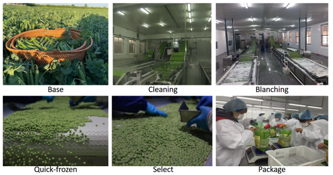 Bulk Retail Supplier IQF Frozen Green Peas 10kg 400gm Packed 3