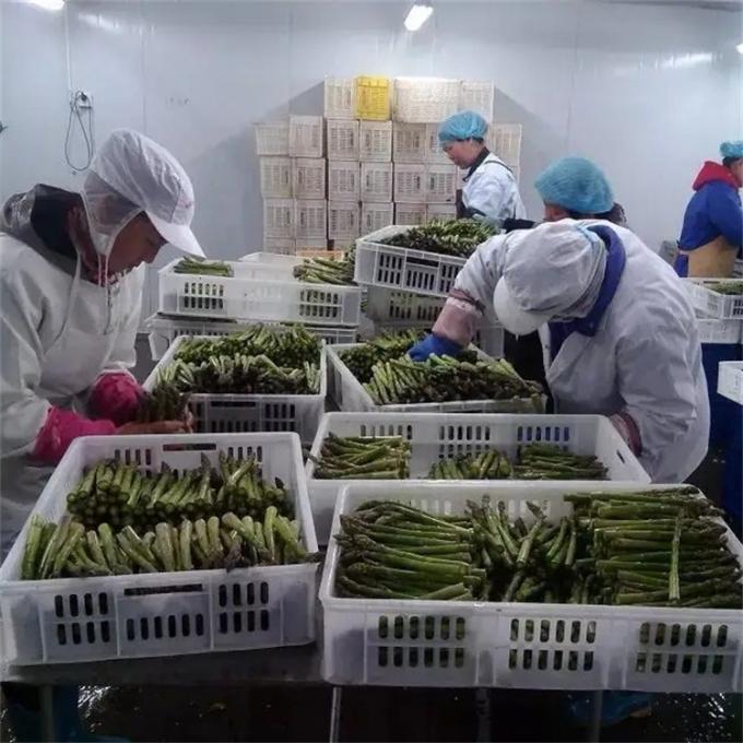 Factory Certified Quality Manufacture IQF Frozen Asparagus 7