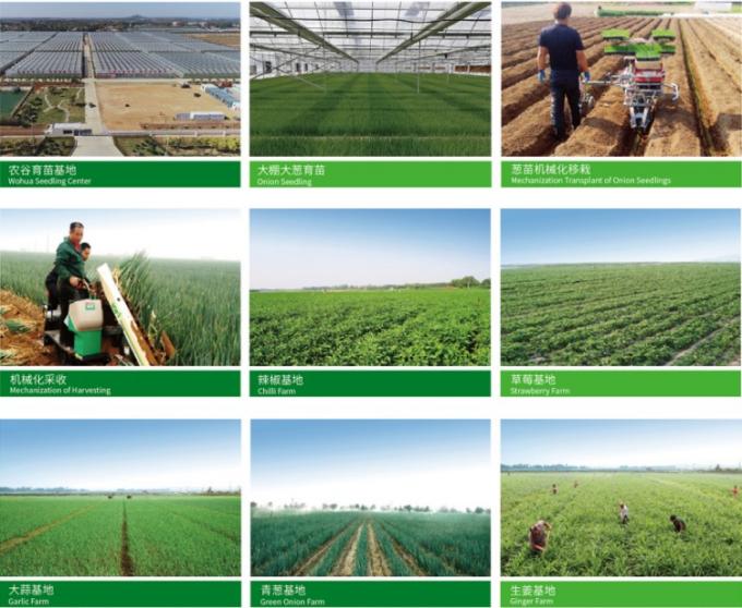 Fresh Chinese 4P Pure White Garlic Cheap Price Fresh Vegetables for Wholesale 0