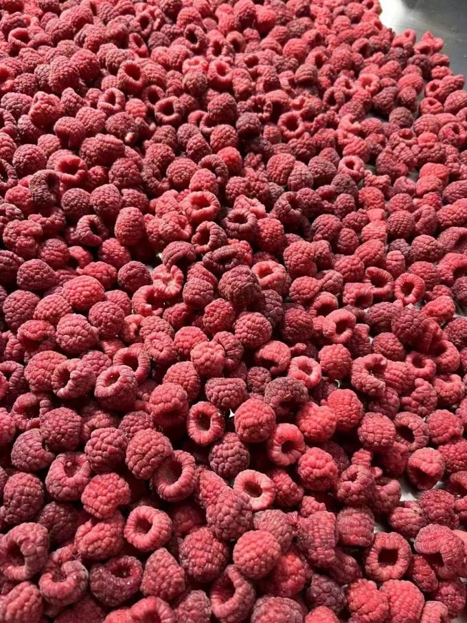 High Quality Fresh Frozen Raspberry Handpicked for Sweet Taste for Juices Desserts Milkshakes 3