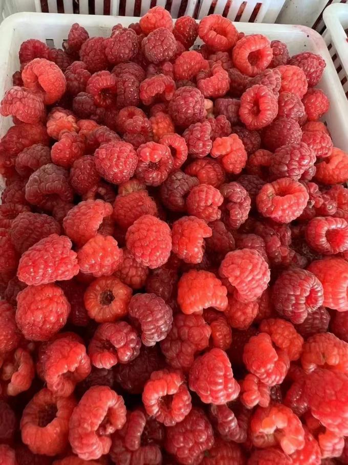 High Quality Fresh Frozen Raspberry Handpicked for Sweet Taste for Juices Desserts Milkshakes 4