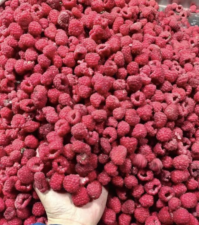 High Quality Fresh Frozen Raspberry Handpicked for Sweet Taste for Juices Desserts Milkshakes 5