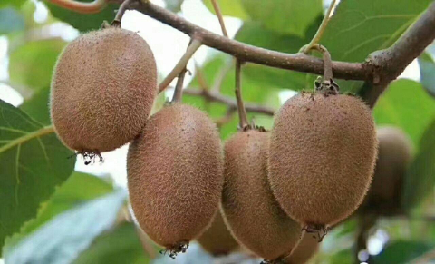 树枝上的水果
AI 生成的内容可能不正确。